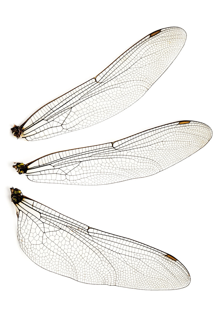 bug, Suurendus:, Dragonfly, lennata, habras, putukate, isoleeritud