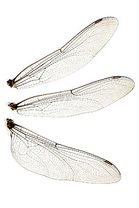 error, Close-up, libélula, volar, frágil, insectos, aislado