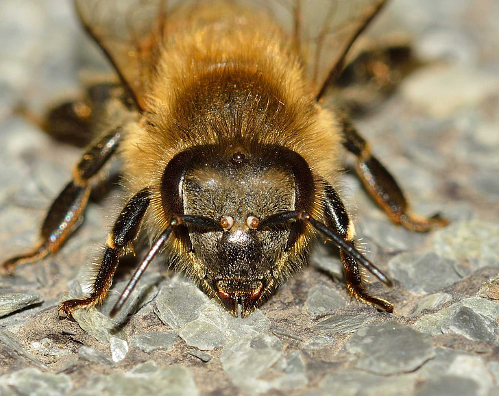 insectos, abeja, APIs de, mellifera, himenópteros