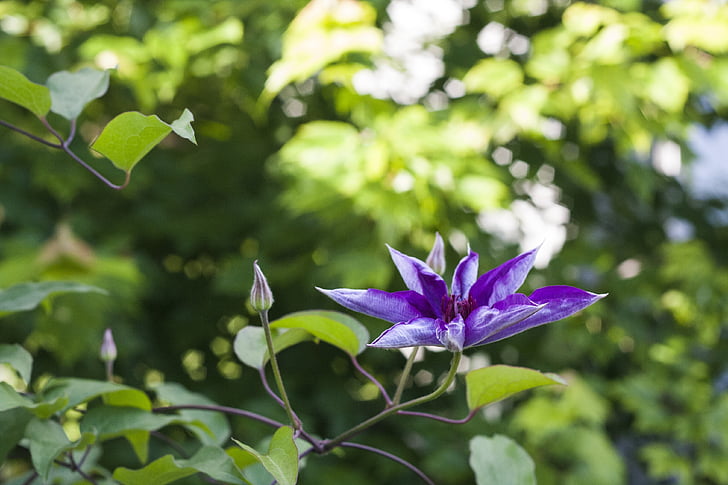 flori mov, florale, plante, naturale, floare, floare, petale