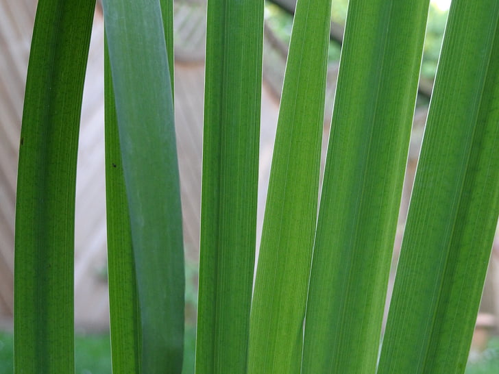 Reed, Lily, nước, thực vật thủy sinh, màu xanh lá cây
