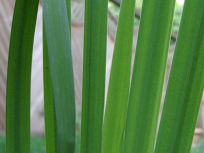 Reed, Lily, vatten, vattenlevande växter, grön