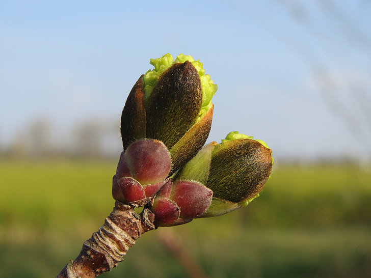 Acer platanoides, érable de Norvège, bourgeons, macro, arbre, brindille, Direction générale de la