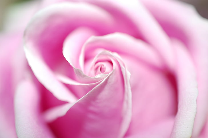 tõusis, roosa, õis, Bloom, roosa õitega, floribunda, roos õitseb