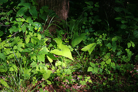 weeds, plants, forest floor, moss, plant, green, nature