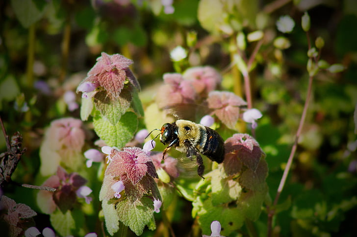 bumble bee, abejas, polen, flores, vuelo, jardín, primavera
