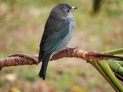 Tanager, vták, vtáky, Azure sivá, Brazílsky vtáky