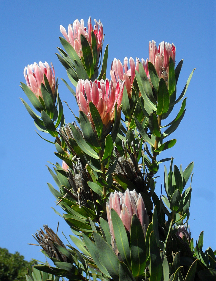 Protea, розово, цветя, флора, Блосъм, флорални, природата