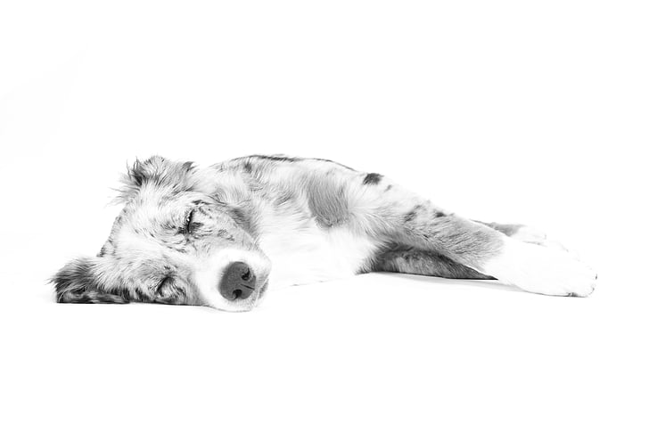 hunden, liggende, søvn, slappe av, svart-hvitt, kjæledyr, dyr