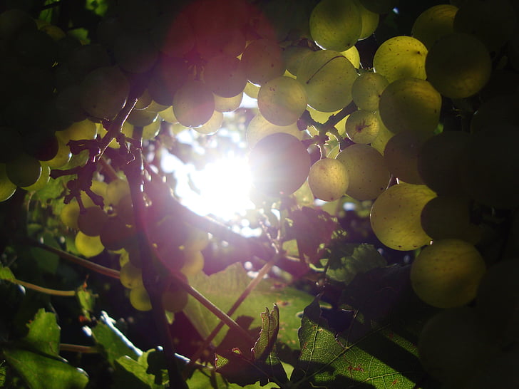 sole, uva, vite
