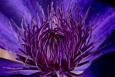 铁线莲, 开花, 绽放, 花, 紫罗兰色, 紫色, 植物