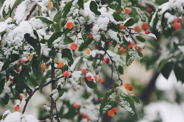 Berry, nieve, planta, invierno, bayas, festiva, copo de nieve