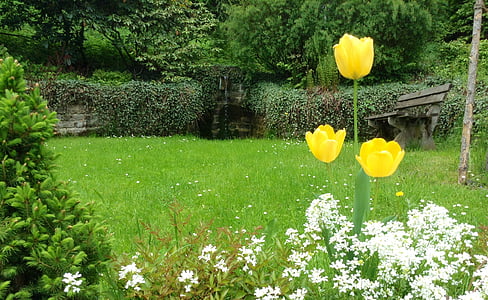 tulipas, amarelo, flores, jardim, fonte, característica da água, fluxo
