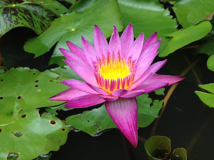 водна лилия, Lotus, вода, Лили, природата, езерото, растителна
