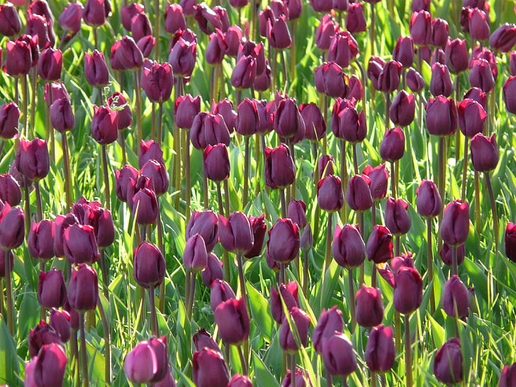 campo del tulipán, tulipanes, violeta, púrpura oscuro, púrpura, cerrado, Para