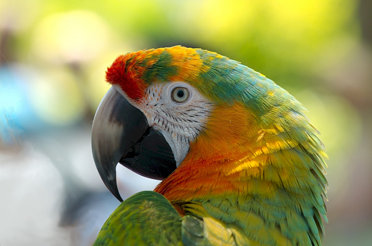 parrot, bird, colorful, feather, perched, tropical, portrait