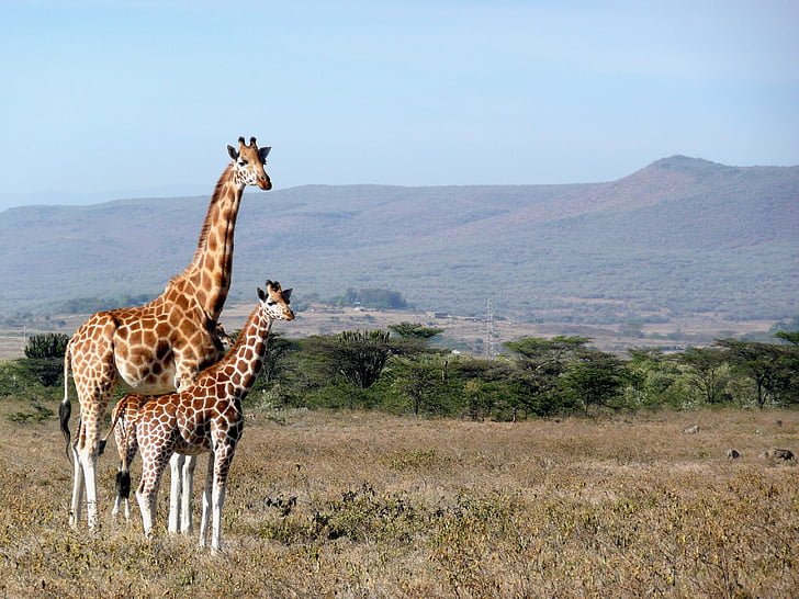 žirafe, Kenija, kigio, Āfrika, dzīvnieku, savvaļas dzīvnieki, zīdītāju