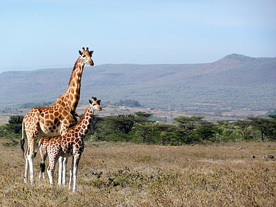 жираф, Кения, kigio, Африка, животните, дива природа, бозайник