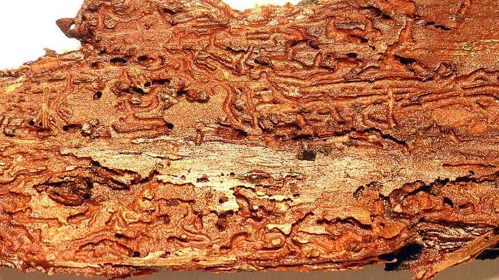wood, bark, wood worm, beetle, structure, tree bark, feeding