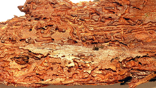dřevo, kůra, dřevěný červ, brouk, struktura, Stromová kůra, krmení