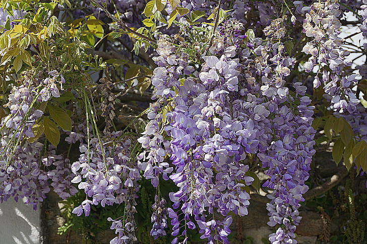 bunga, wisteria, ungu, Taman, alam, biru, musim semi