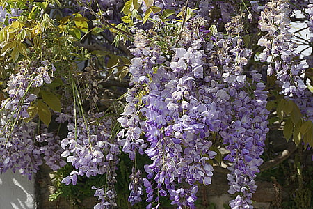 kwiaty, Wisteria, fioletowy, ogród, Natura, niebieski, wiosna