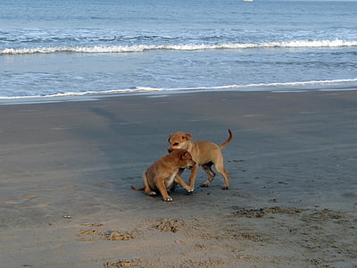 valp, stranden, Sand, spela, Husdjur, hund, djur