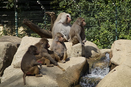 baboons, family, ape, zoo, rock, äffchen, young animals
