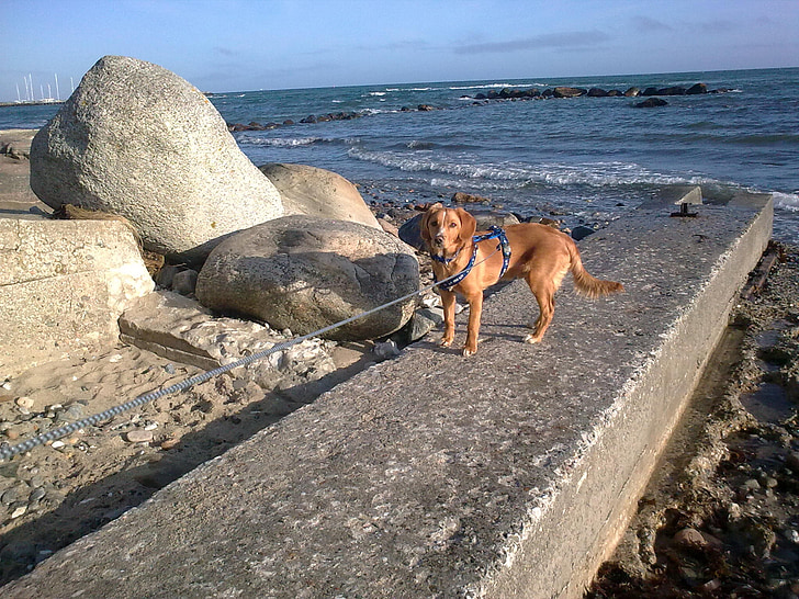 hund, havet, sten