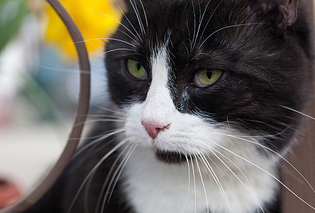 domestic cats, closeup, black and white