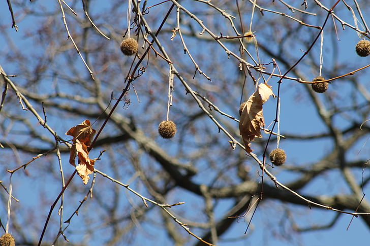 arbre, assolellat, l'hivern, dia