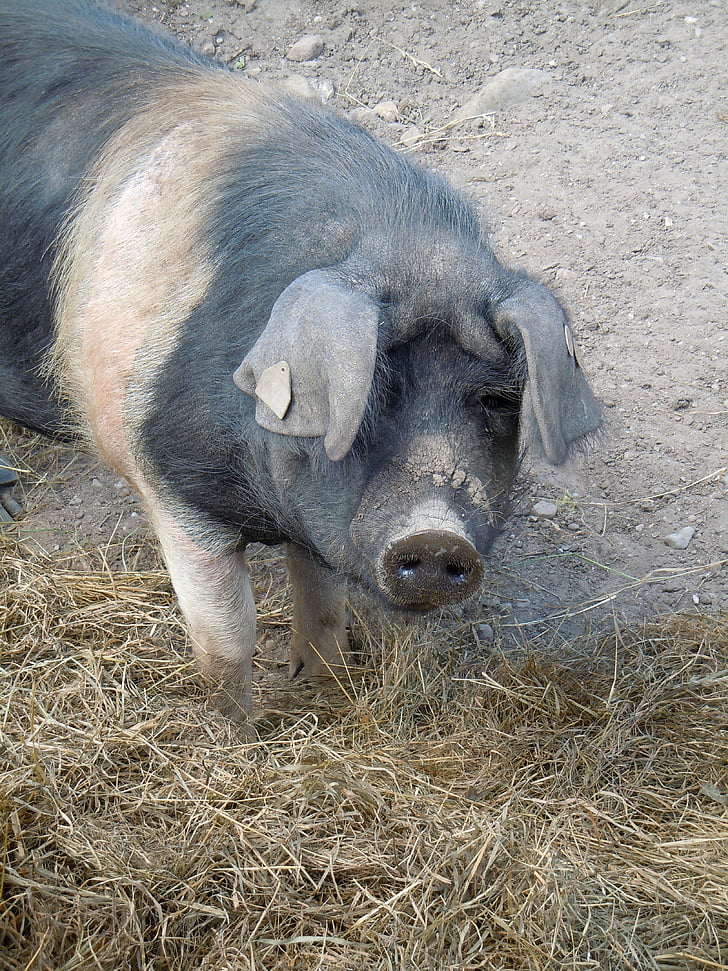 porc, Ramaderia, món animal
