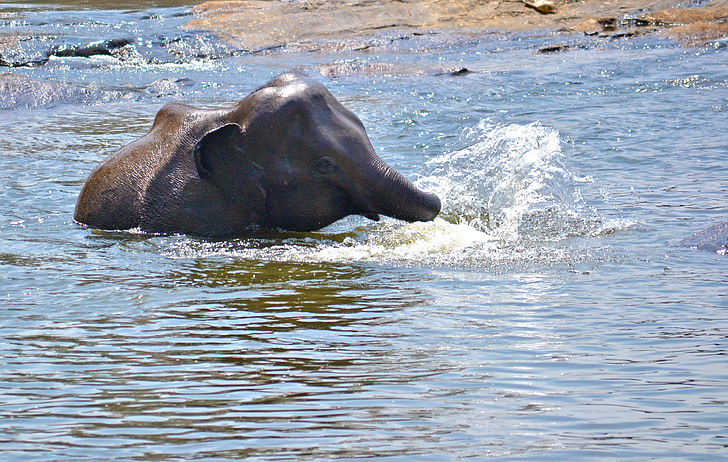 bambino dell'elefante, giocando in acqua, fiume, bagno di fiume, bagno dell'elefante, divertimento elefante, rilassante