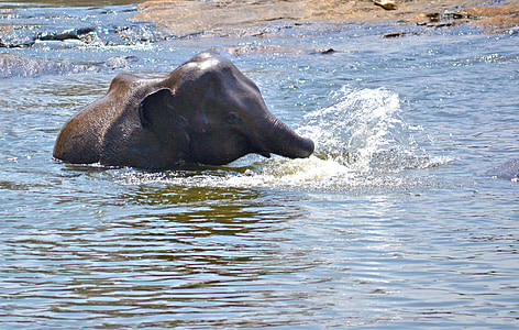 elephant baby, playing in water, river, river bath, elephant bath, elephant fun, relaxing