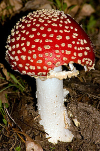 houby, červená muchomůrka houby, matrjoška