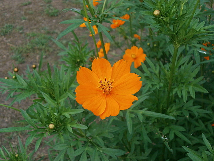 Cosmos sulphureus, Kosmos, oranžový květ, letní květiny, záhon, Příroda, květ