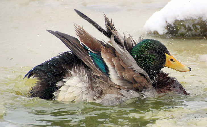зеленоглава патица, мъжки, Дрейк, перушина, fluffed, цветни, плуване