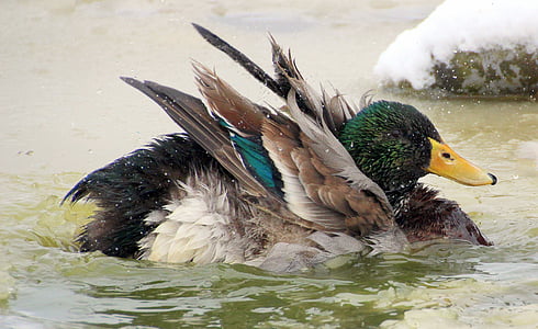 mallard, male, drake, plumage, fluffed up, colorful, swim
