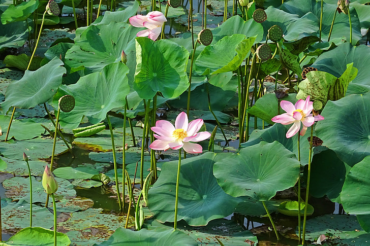 Lotus, ružová, kvet, rybník, kvet, kvet, rastlín