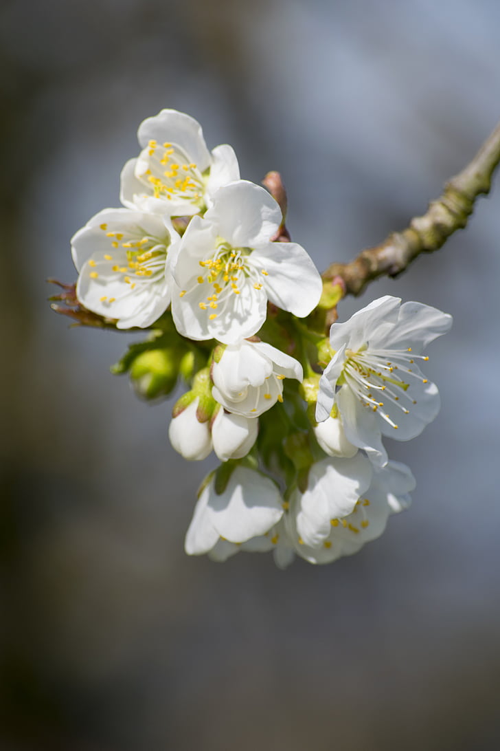æbletræ, Orchard, Apple blossom, forår, natur, Springtime, gren