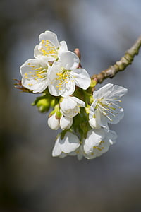 árbol de manzana, Huerta, flor de la manzana, primavera, naturaleza, primavera, rama