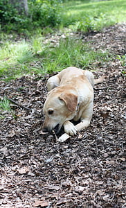 anjing, penyelamatan, kuning, Labrador, Terrier, Kolam, musim panas
