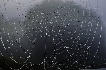 spider web, rosa, fog, macro, drops, closeup, drops of water