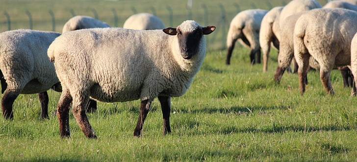 con cừu, đàn cừu, động vật, Len, Flock, động vật bầy đàn, cỏ