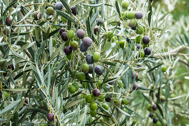 Olive, grön, Olivas, frukt, naturen, vegetabiliska, träd