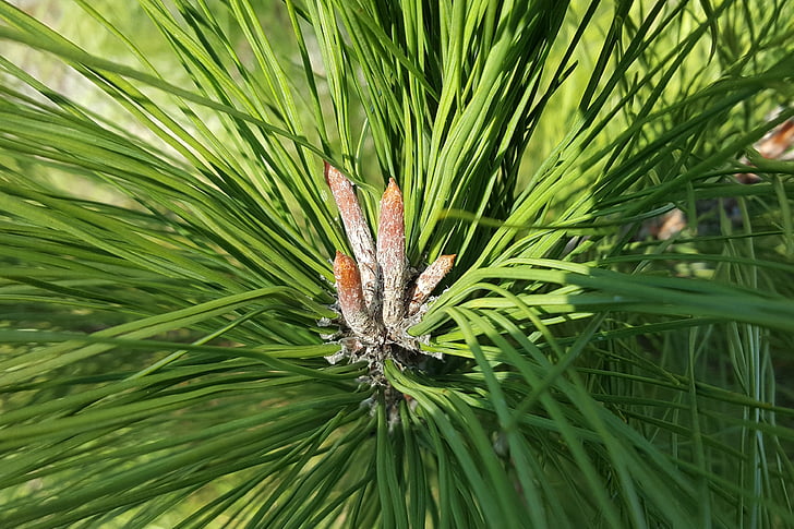 pine needles, pine, needle, branch, tree, conifer, fir