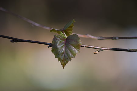 Leaf, Björk, naturen, träd, Finska, grenar, våren