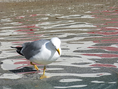 bird, portugal, port, seagull, water