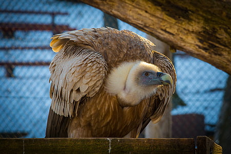 griffon vulture, vulture, bird of prey, raptor, falconry, scavengers, bill