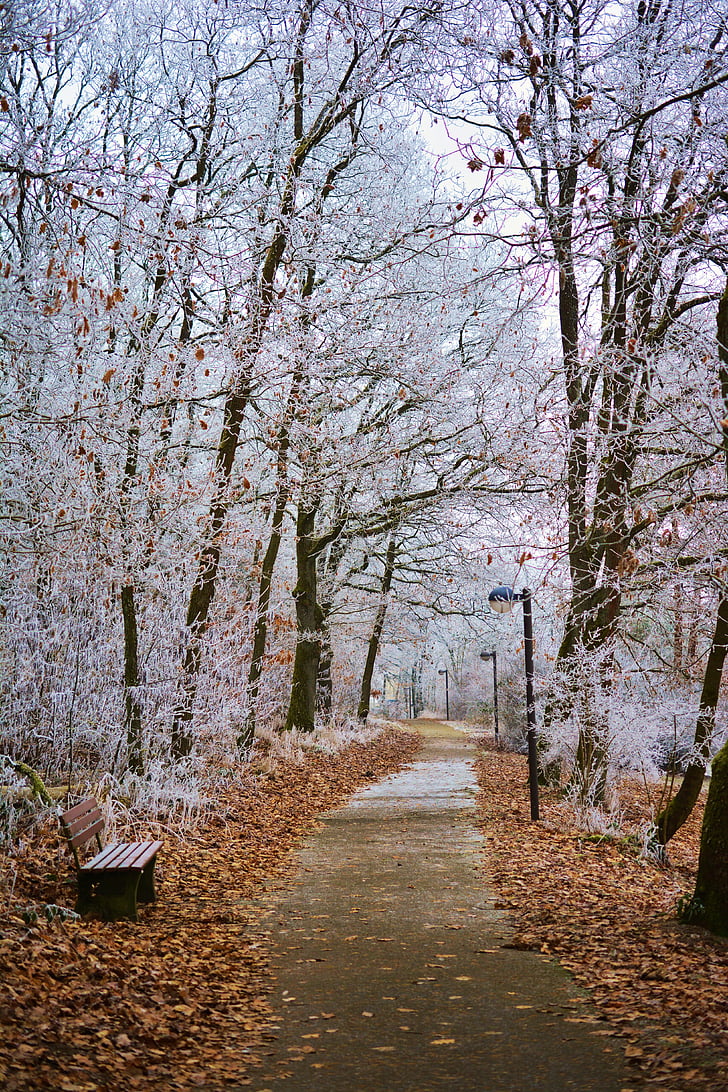 musim dingin, Taman, embun beku, pohon, es, estetika, musim dingin